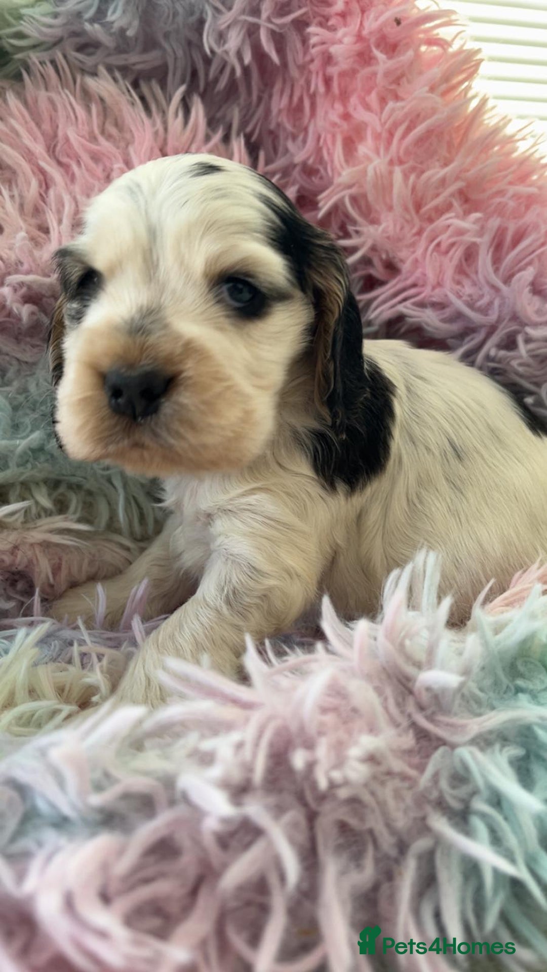 Cocker Spaniel dogs for sale: Champion Bloodlines KC Reg Show Cocker Spaniels - Advert 17