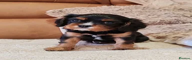BLACK & TAN MALE