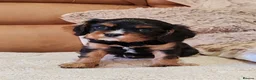Cavalier King Charles Spaniel dogs for sale: KC Reg Boys Available from Doppler Tested Parents  in Southampton - Advert 2