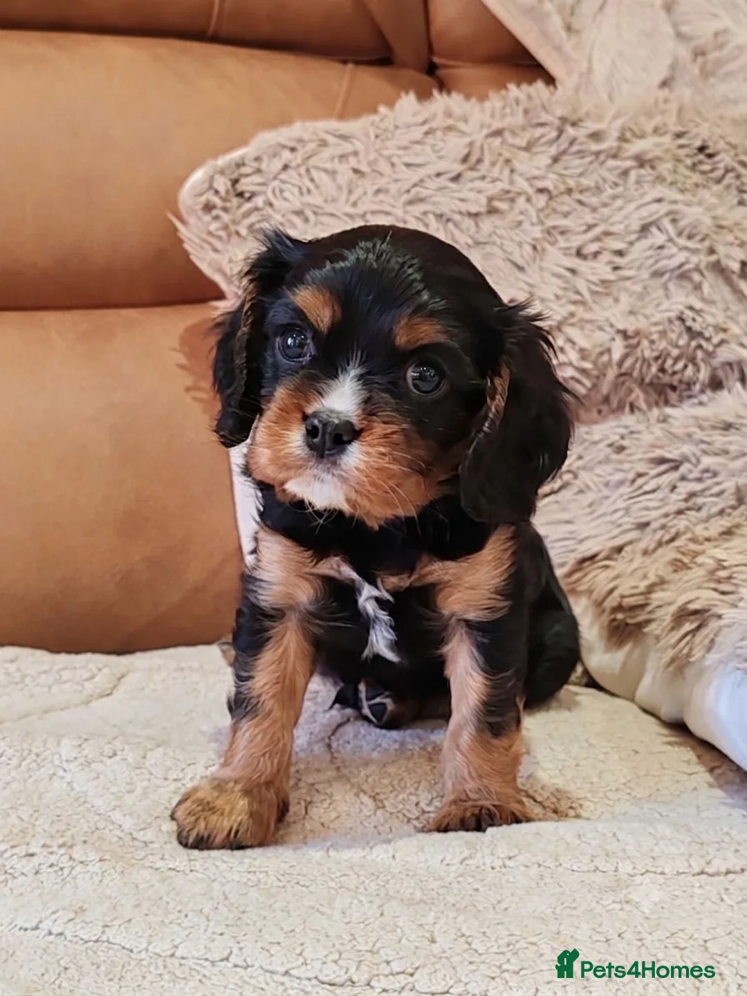 Cavalier King Charles Spaniel dogs for sale: KC Reg Boys Available from Doppler Tested Parents  in Southampton - Advert 2