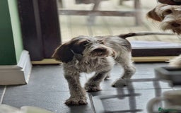Italian Spinone dogs for sale: Stunning Spinones  - Image 1