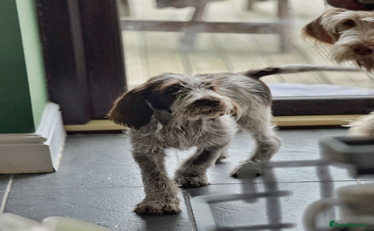 Italian Spinone dogs - Advert 1