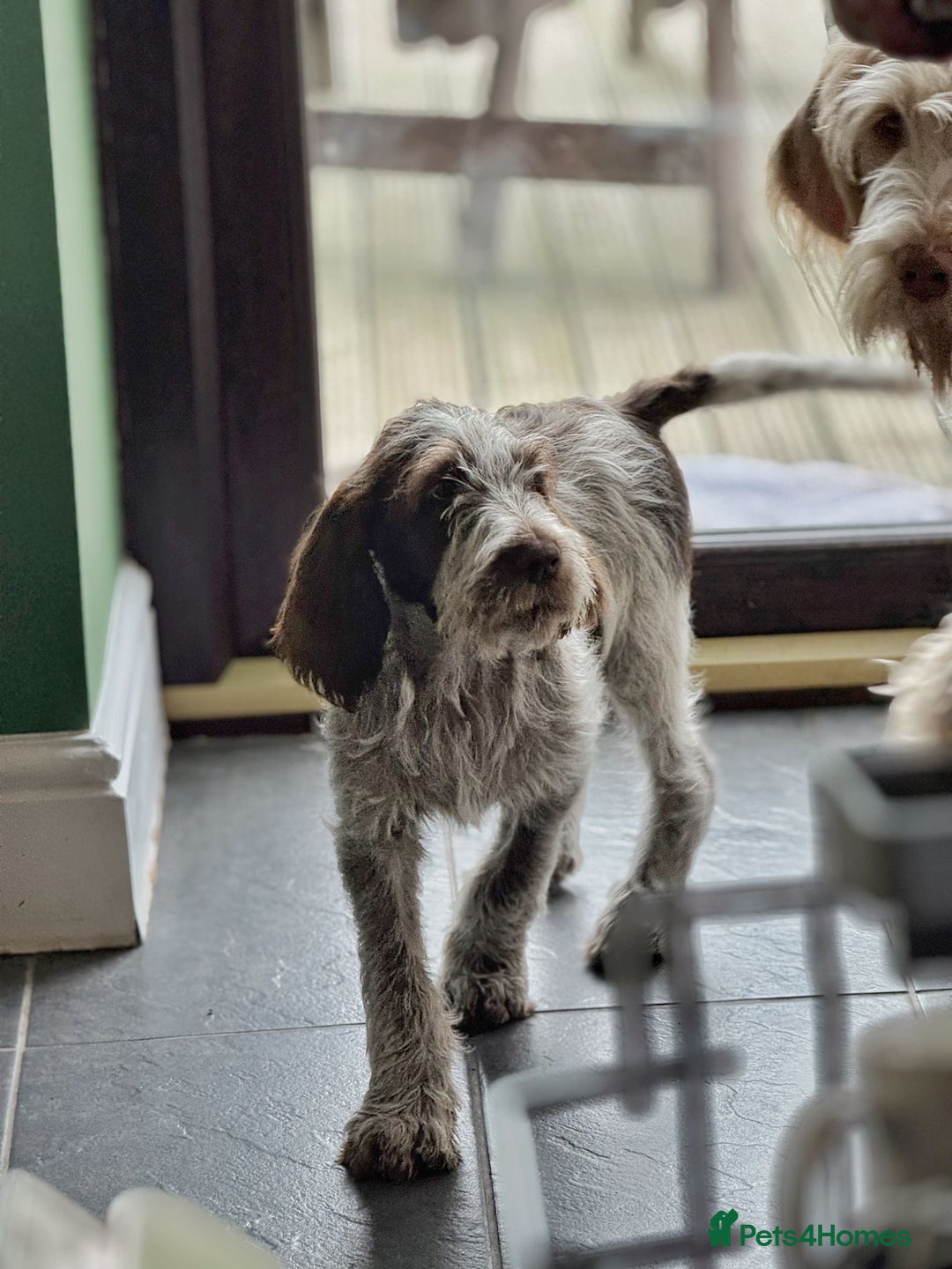 Italian Spinone dogs for sale: Stunning Spinones  - Image 1