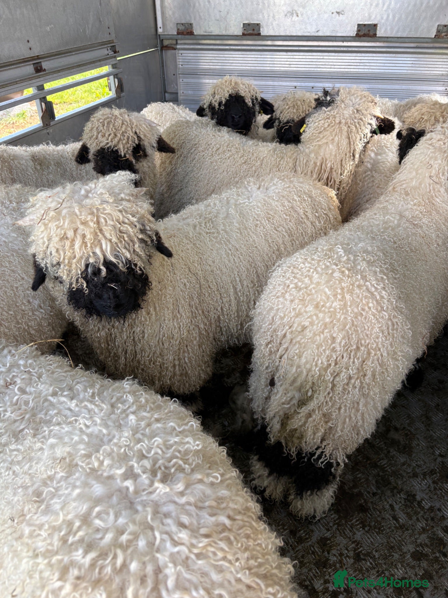 Sheep livestock Valais Blacknose wethers - Advert 15