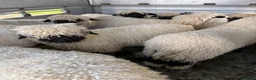 Sheep livestock for sale: Valais Blacknose wethers - Advert 1