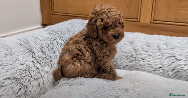 Toy Poodle dogs - Advert 5