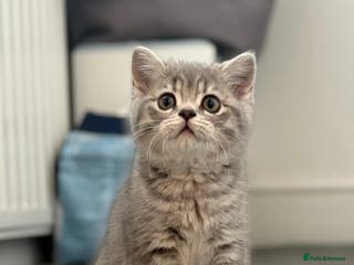 Scottish Fold cats Female Scottish straight kitten - Advert 11