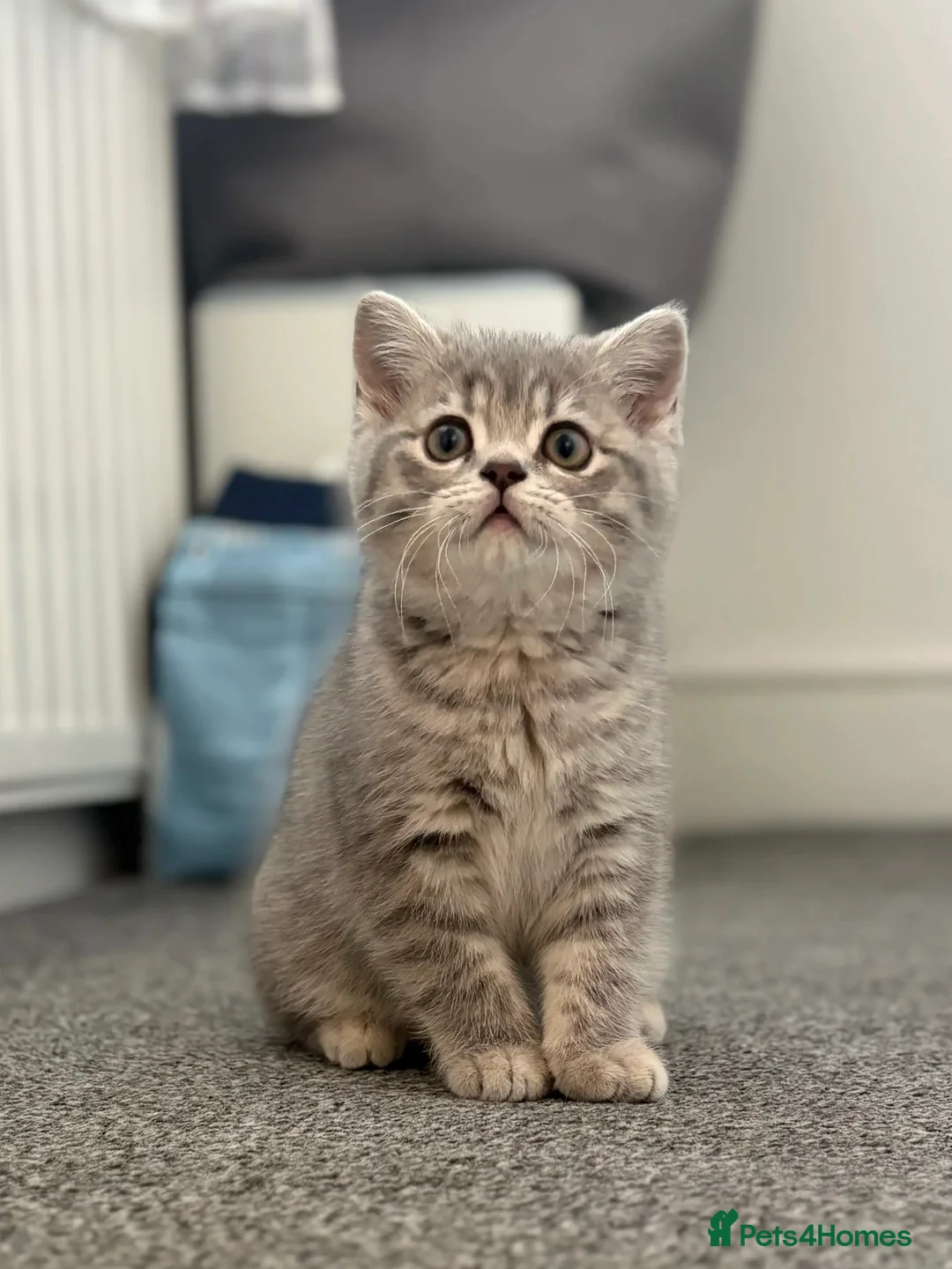 Scottish Fold cats for sale: Female Scottish straight kitten - Advert 1