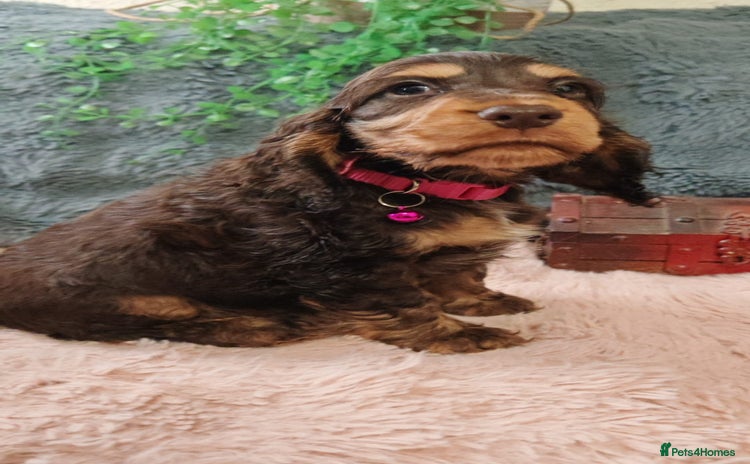 Cocker Spaniel dogs - Advert 4