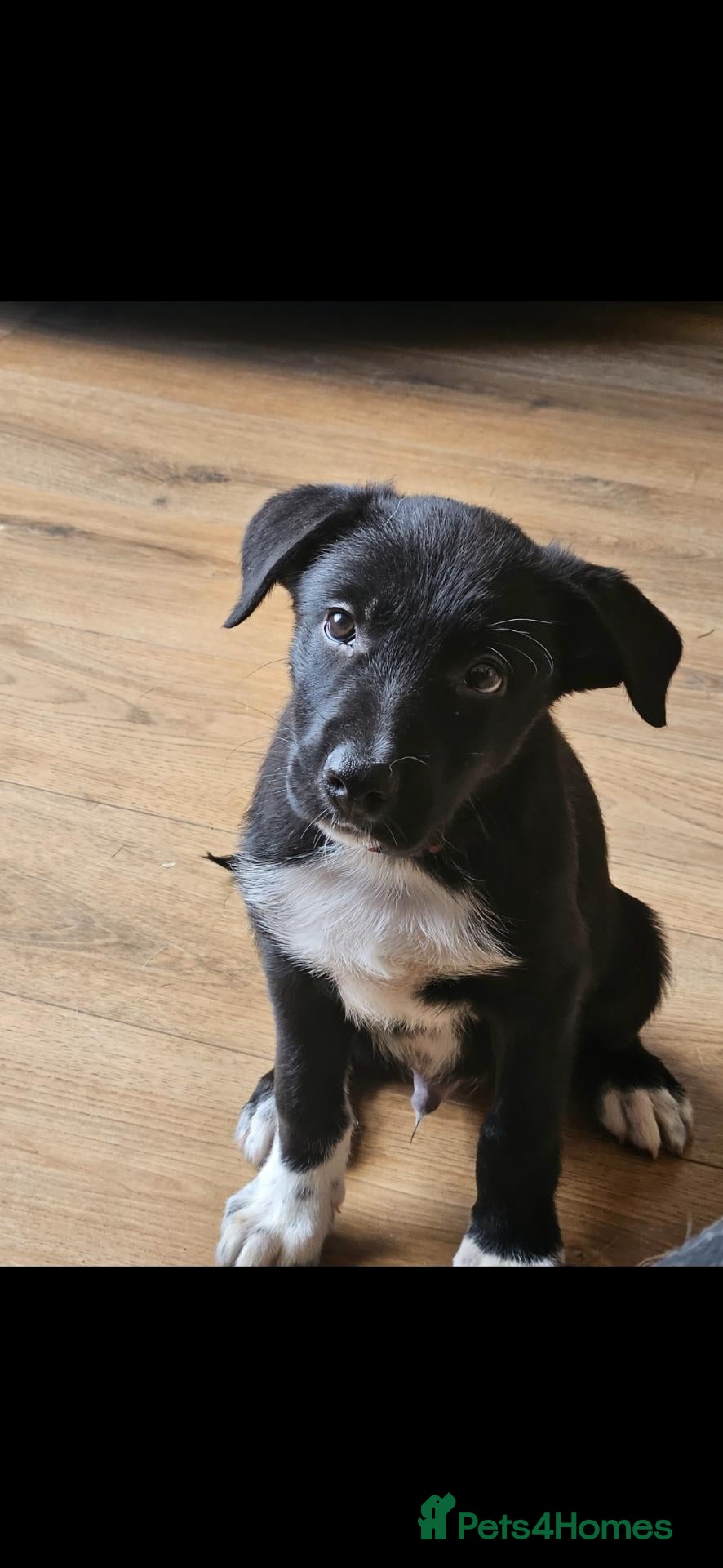 Border Collie dogs Active puppies looking for homes - Advert 2