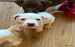 Mixed Breed dogs for sale: Springer Staffs  in St Albans - Image 6