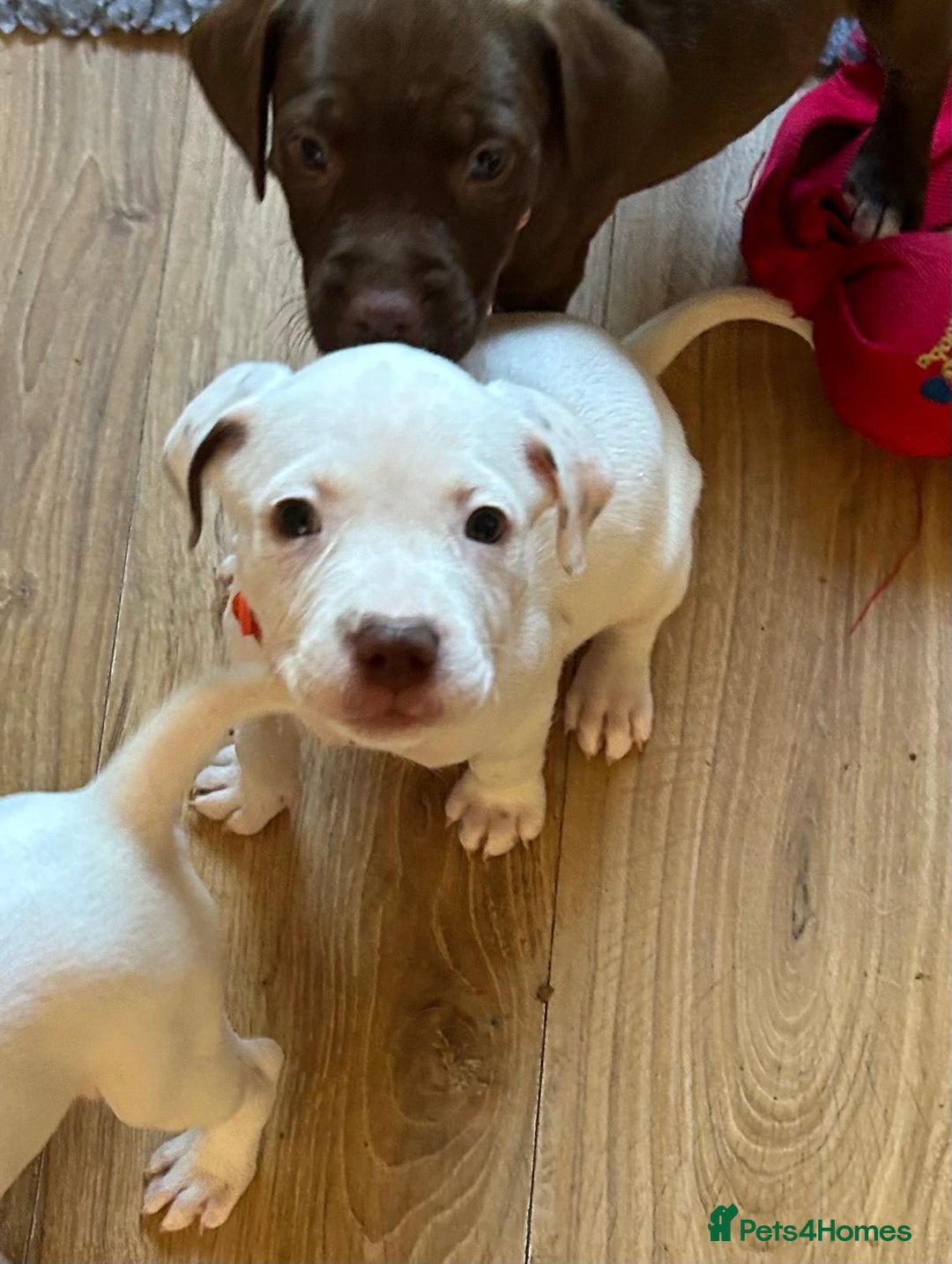 Mixed Breed dogs for sale: Springer Staffs  in St Albans - Image 6