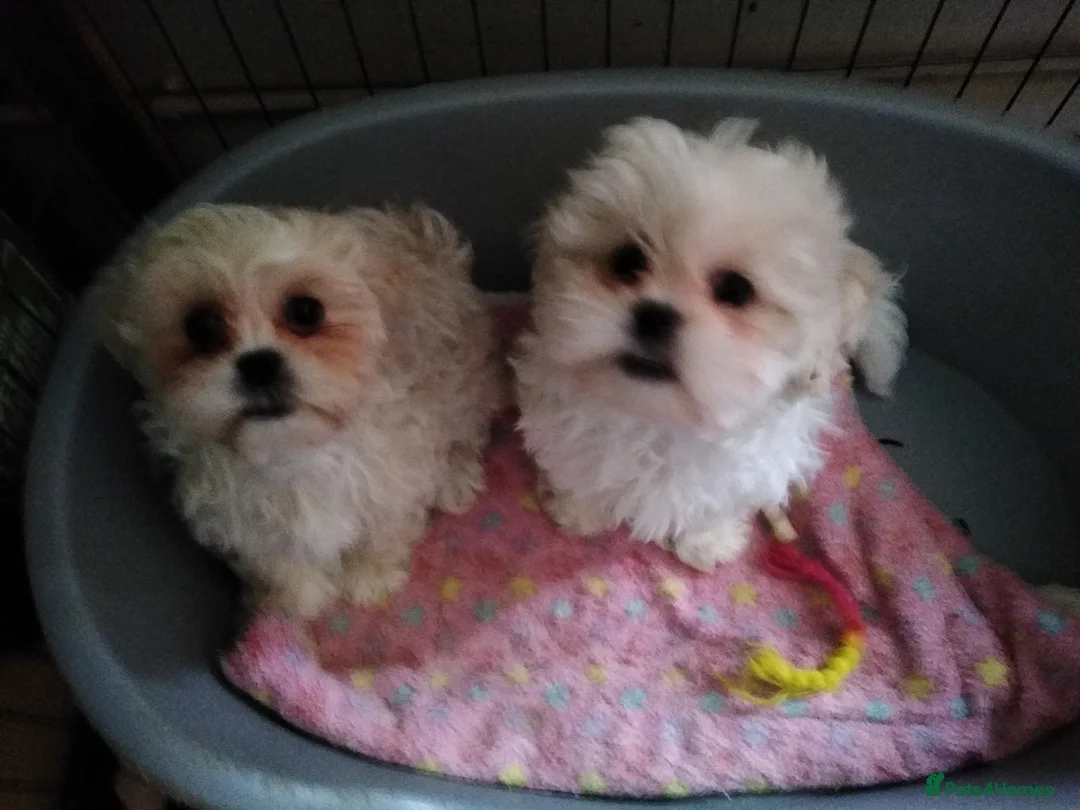 Zuchon dogs for sale: Shichon/Zuchon - Advert 2