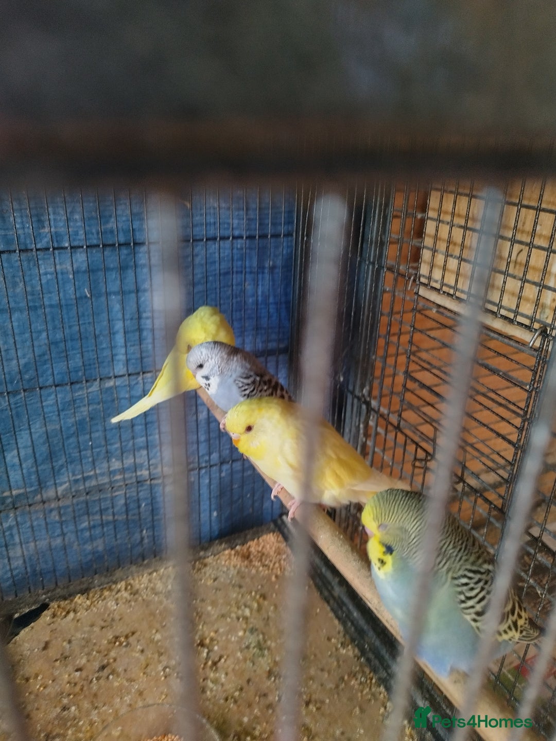 Budgerigars birds for sale: For sale  - Advert 6