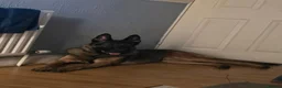 German Shepherd dogs for stud: German Shepherd for stud outstanding boy  - Advert 7