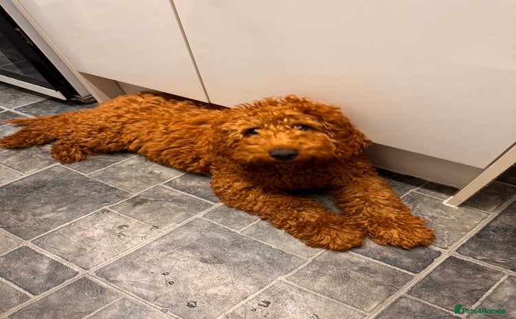 Mixed Breed dogs - Advert 16