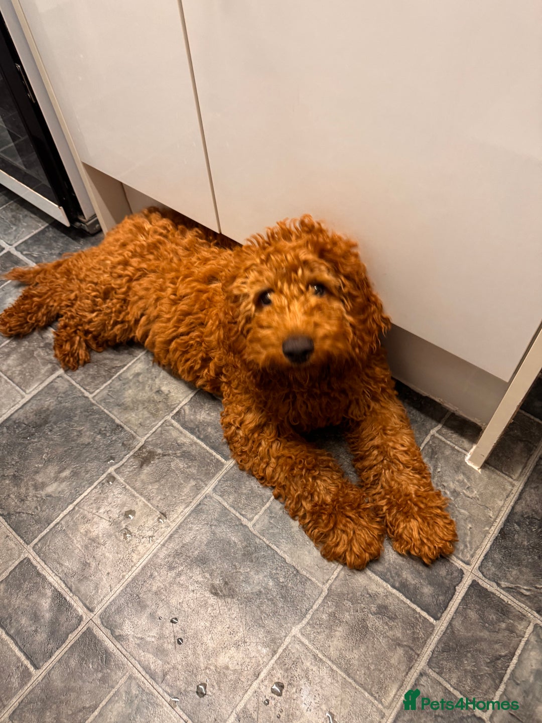 Mixed Breed dogs for sale: 20 week old cockapoo bitch  - Image 1