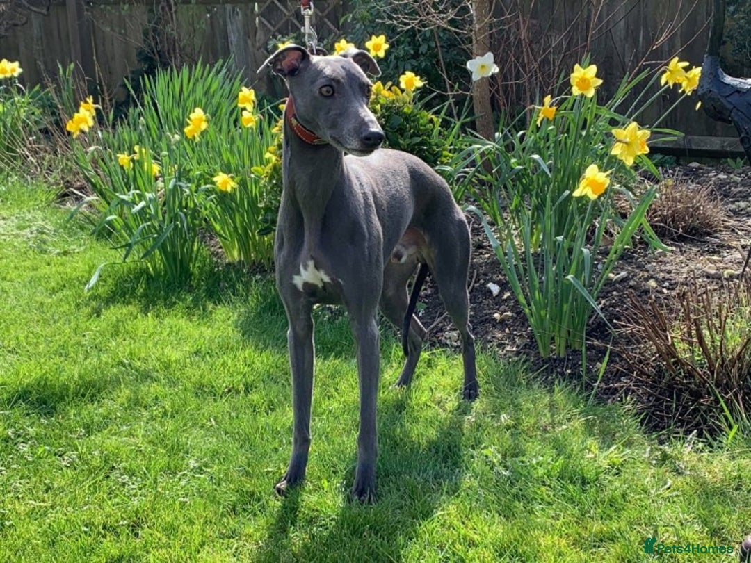 Whippet dogs for stud: BLUE PEDIGREE KC REGISTERED WHIPPET AT STUD in Salisbury - Image 1
