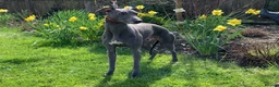 Whippet dogs for stud: BLUE PEDIGREE KC REGISTERED WHIPPET AT STUD in Salisbury - Advert 1