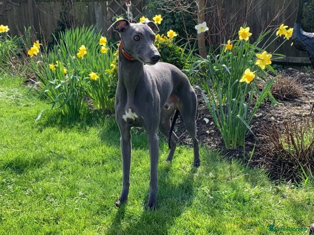 Whippet dogs for stud: BLUE PEDIGREE KC REGISTERED WHIPPET AT STUD in Salisbury - Advert 1