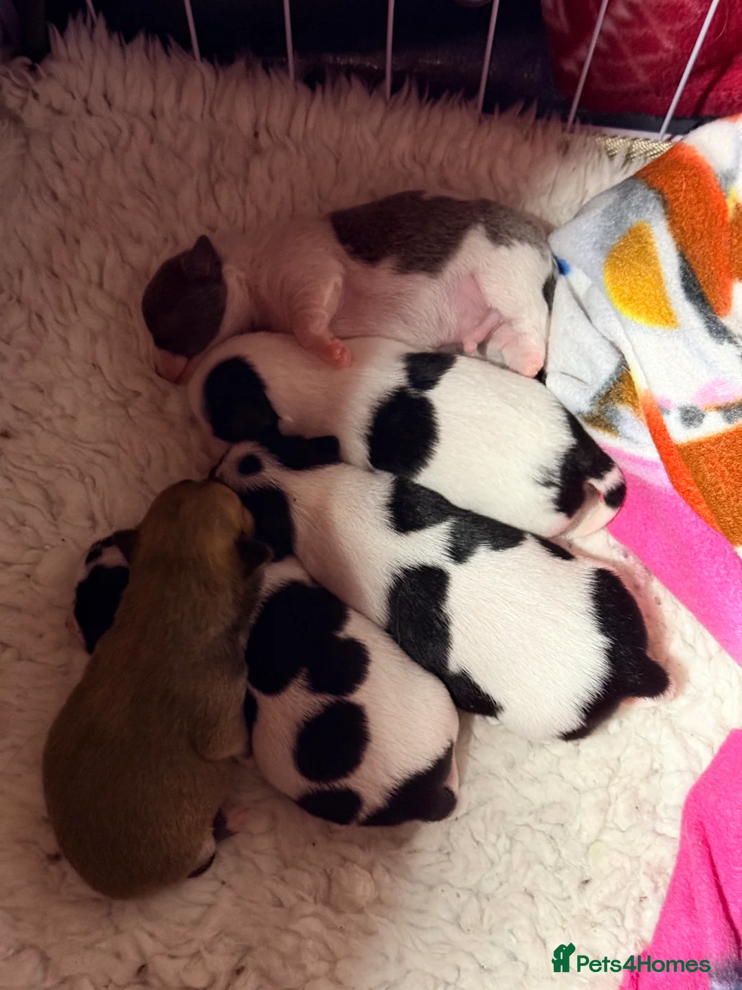 Chihuahua dogs for sale: Gorgeous little  **  Chihuahua puppies in Blairgowrie - Advert 11