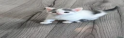 Mixed Breed cats for sale: Pure Grey, Pure white and Mixed Kittens  - Advert 7