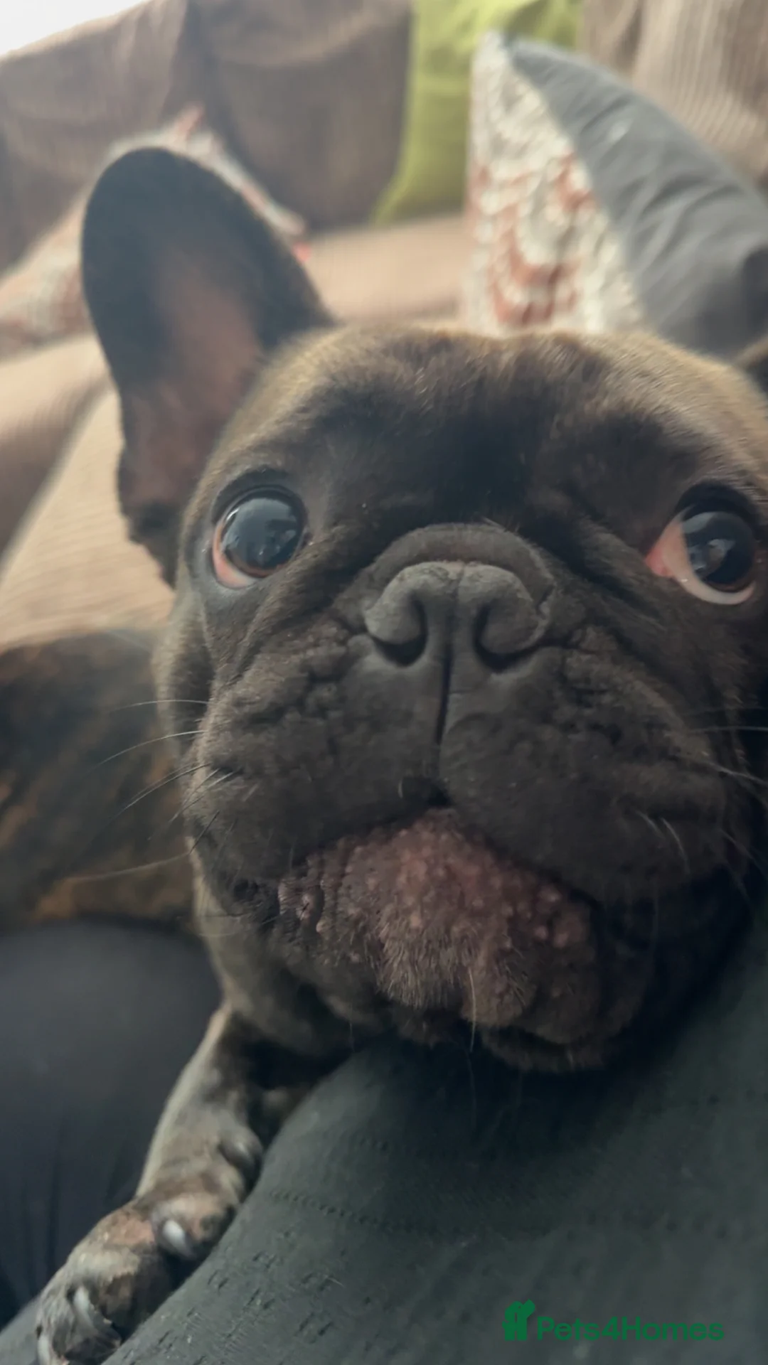 French Bulldog dogs for sale: 2 year old French Bulldog - Advert 4