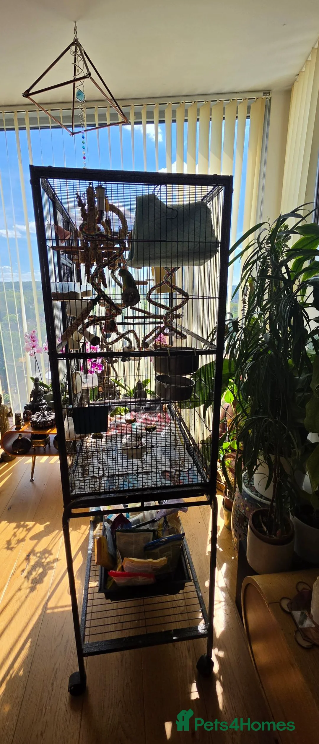 Parrots birds for sale: Rare green rumped parrolet  in Croydon - Advert 5