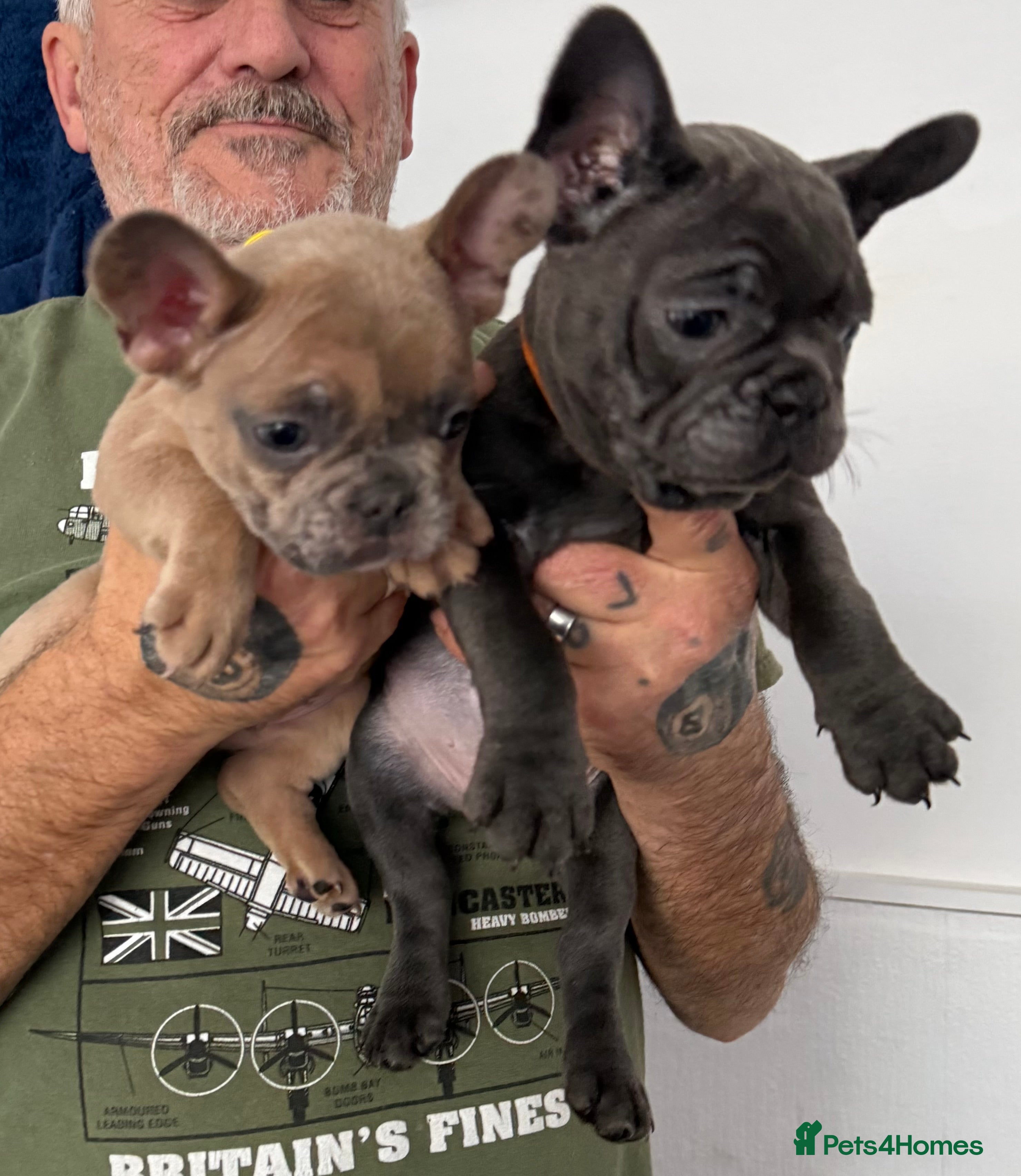 French Bulldog dogs French bulldog puppies ready to leave  - Advert 19