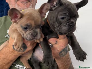 French Bulldog dogs French bulldog puppies ready to leave - Advert 21