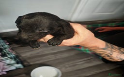 Dachshund dogs for sale: Dachshund puppies  - Image 6
