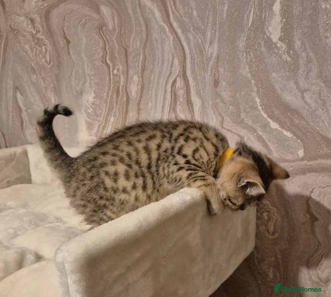 British Shorthair cats for sale: 2 Stunning full BSH kittens available - Advert 6