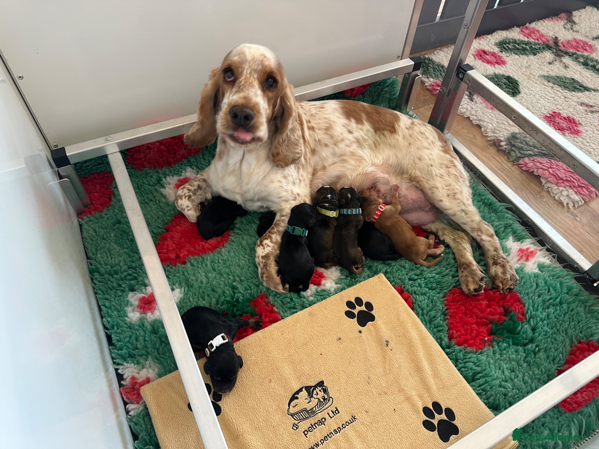 Cocker Spaniel dogs SHOW COCKER SPANIELS - Advert 2