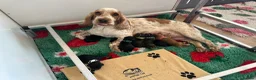 Cocker Spaniel dogs for sale: SHOW COCKER SPANIELS - Advert 1