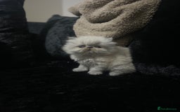Persian cats for sale: 2 beautiful and lively Persians for sale  - Advert 6
