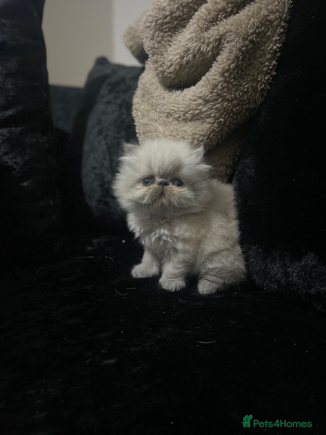 Persian cats for sale: 2 beautiful and lively Persians for sale  - Advert 6