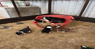 Border Collie dogs - Advert 2