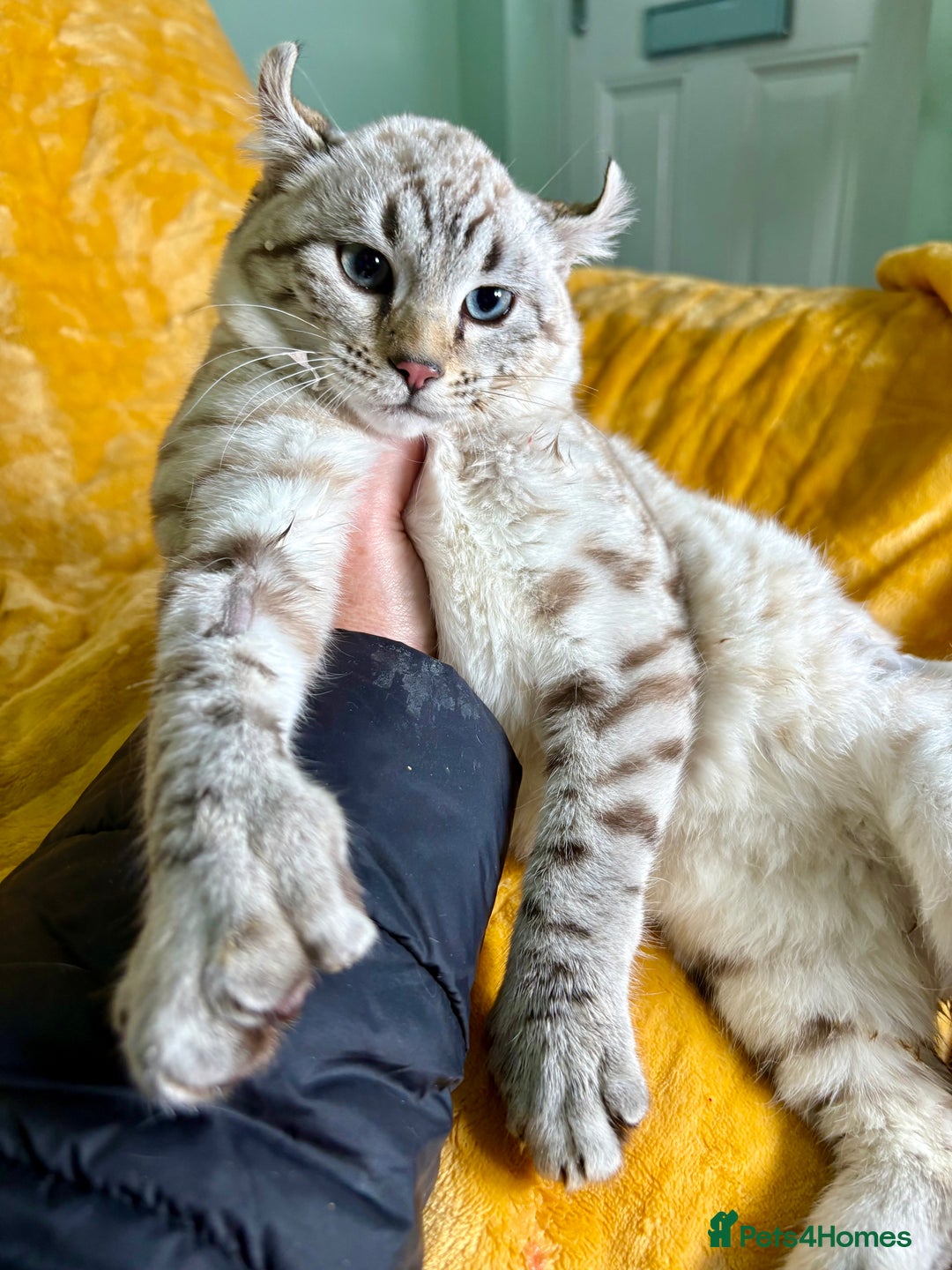 Keetso cats for sale: Super wild looking poly curled eared leopard  - Advert 11
