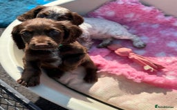 Cocker Spaniel dogs for sale: READY FOR NEW HOMES CAN LEAVE homes health tested  - Image 1