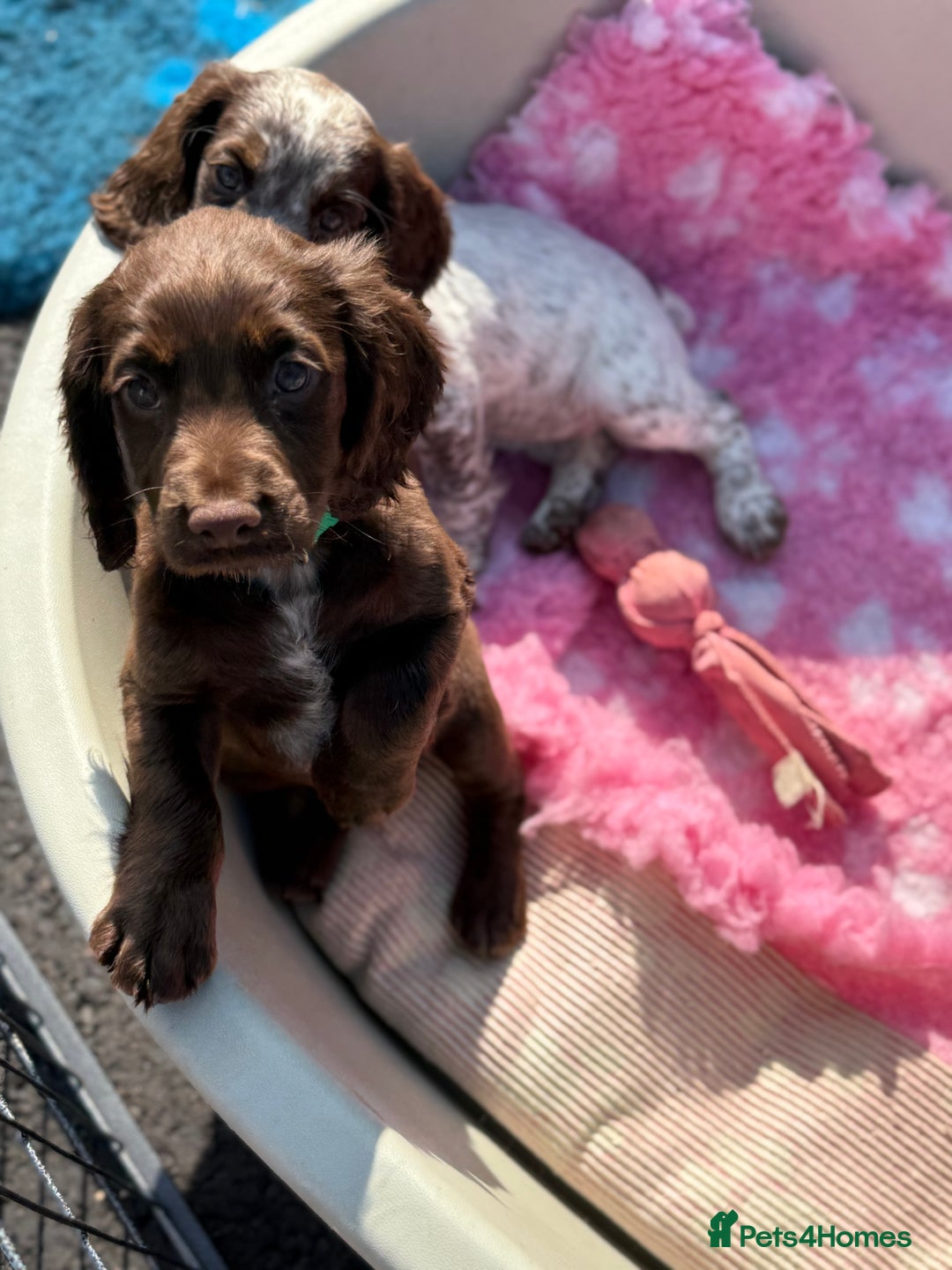 Cocker Spaniel dogs for sale: READY FOR NEW HOMES CAN LEAVE homes health tested  - Image 1