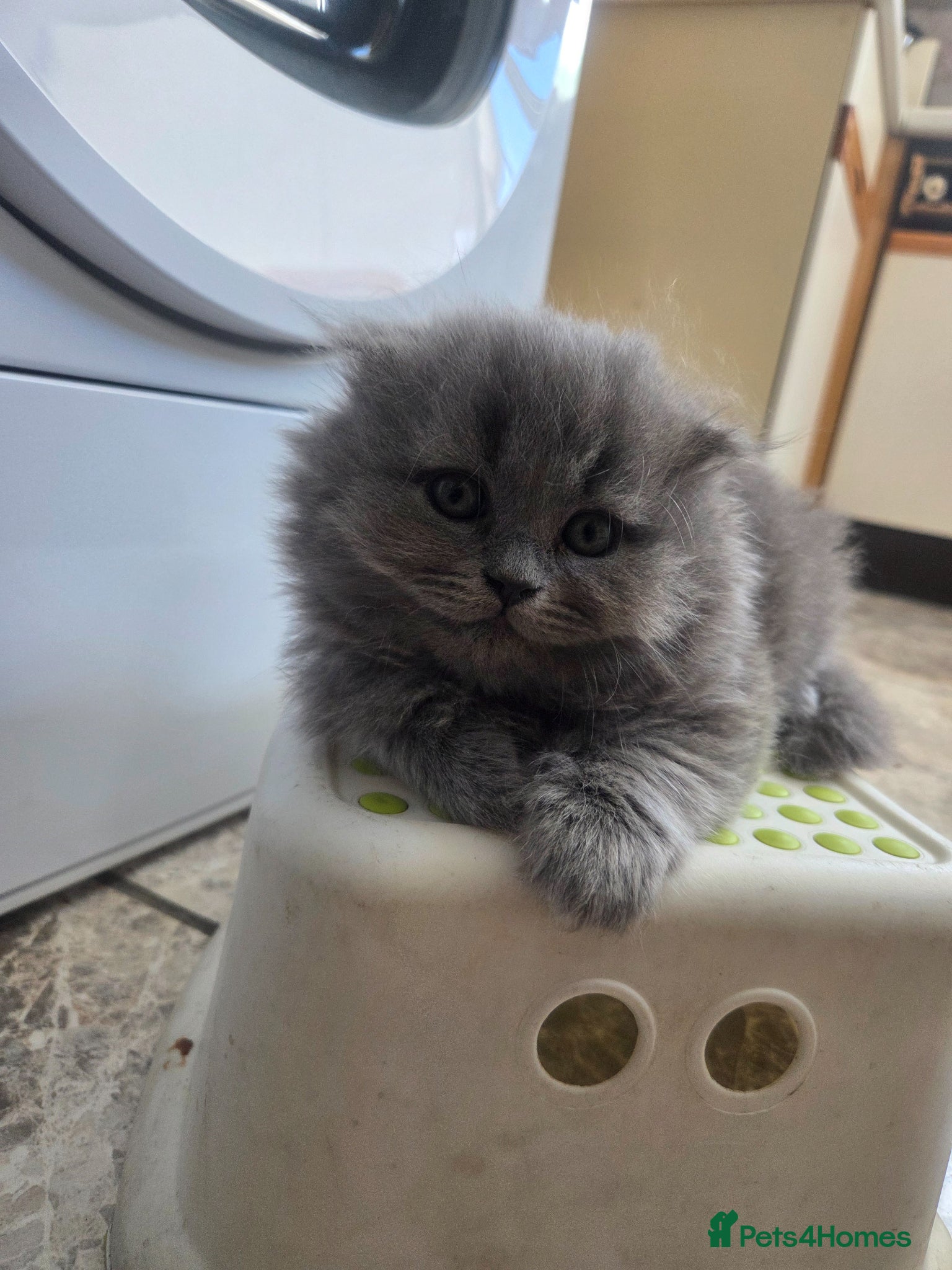 British Longhair cats for sale: Kittens blue boys and girl  in Nottingham - Advert 1