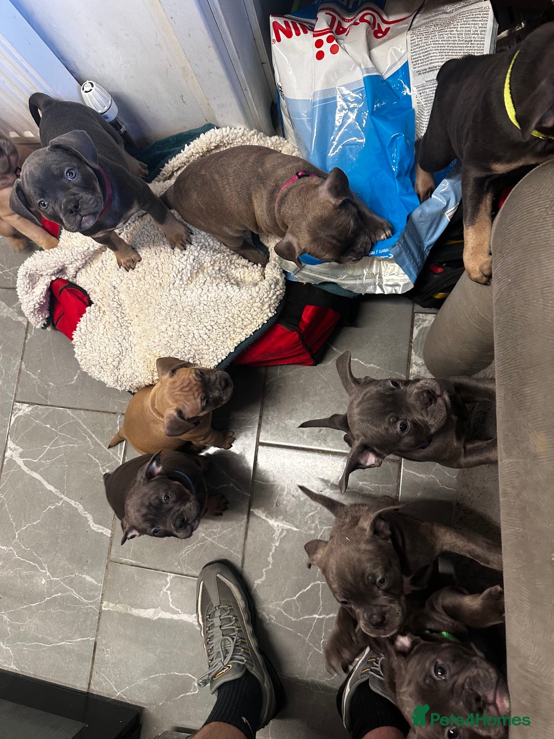 Mixed Breed dogs for sale: Exotic Pocket bully’s 4 males 5 females  - Image 9