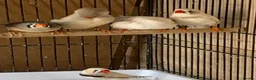 Finches birds for sale: Zebra finches , please read ad in Cambridge - Advert 4