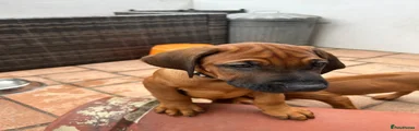 Rhodesian Ridgeback Puppy 1