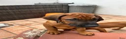Rhodesian Ridgeback dogs for sale: KC Registered RR Ready for forever Homes 1st July - Advert 28