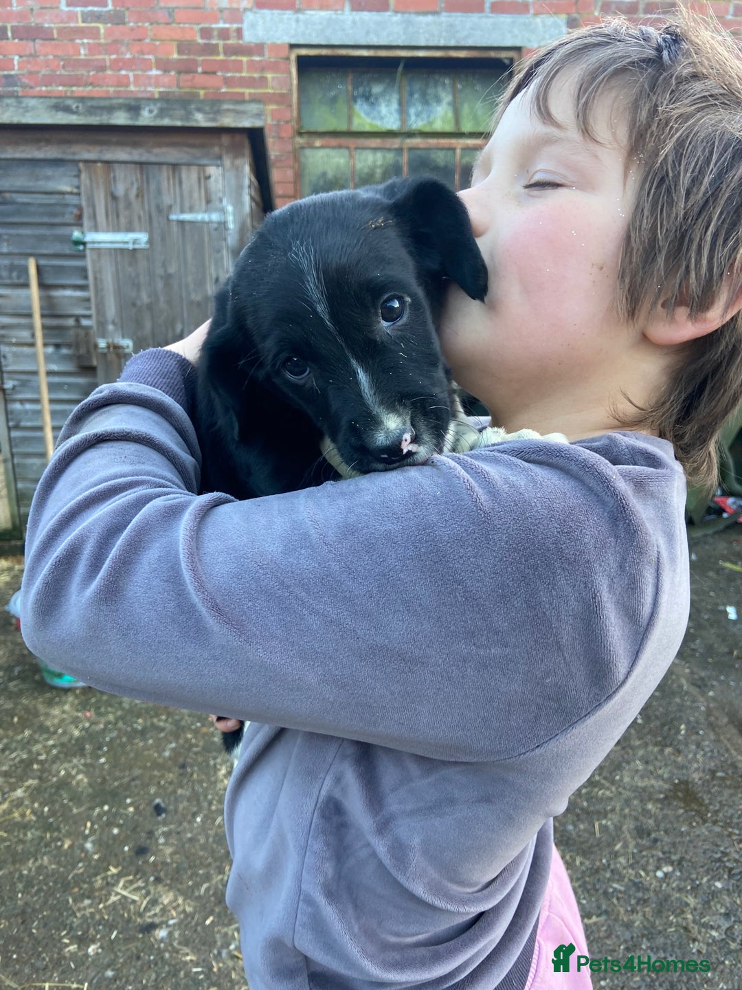 English Springer Spaniel dogs for sale: 2 springer puppies for sale  - Advert 7