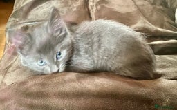 Chartreux cats for sale: Chartreux Male kitten 8 weeks old  - Image 3