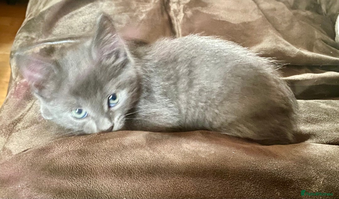 Chartreux cats for sale: Chartreux Male kitten 8 weeks old  - Image 3
