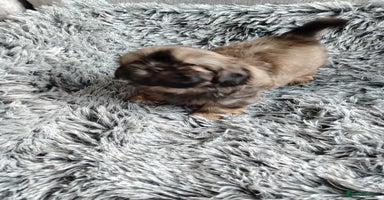 Shih Tzu dogs - Advert 5
