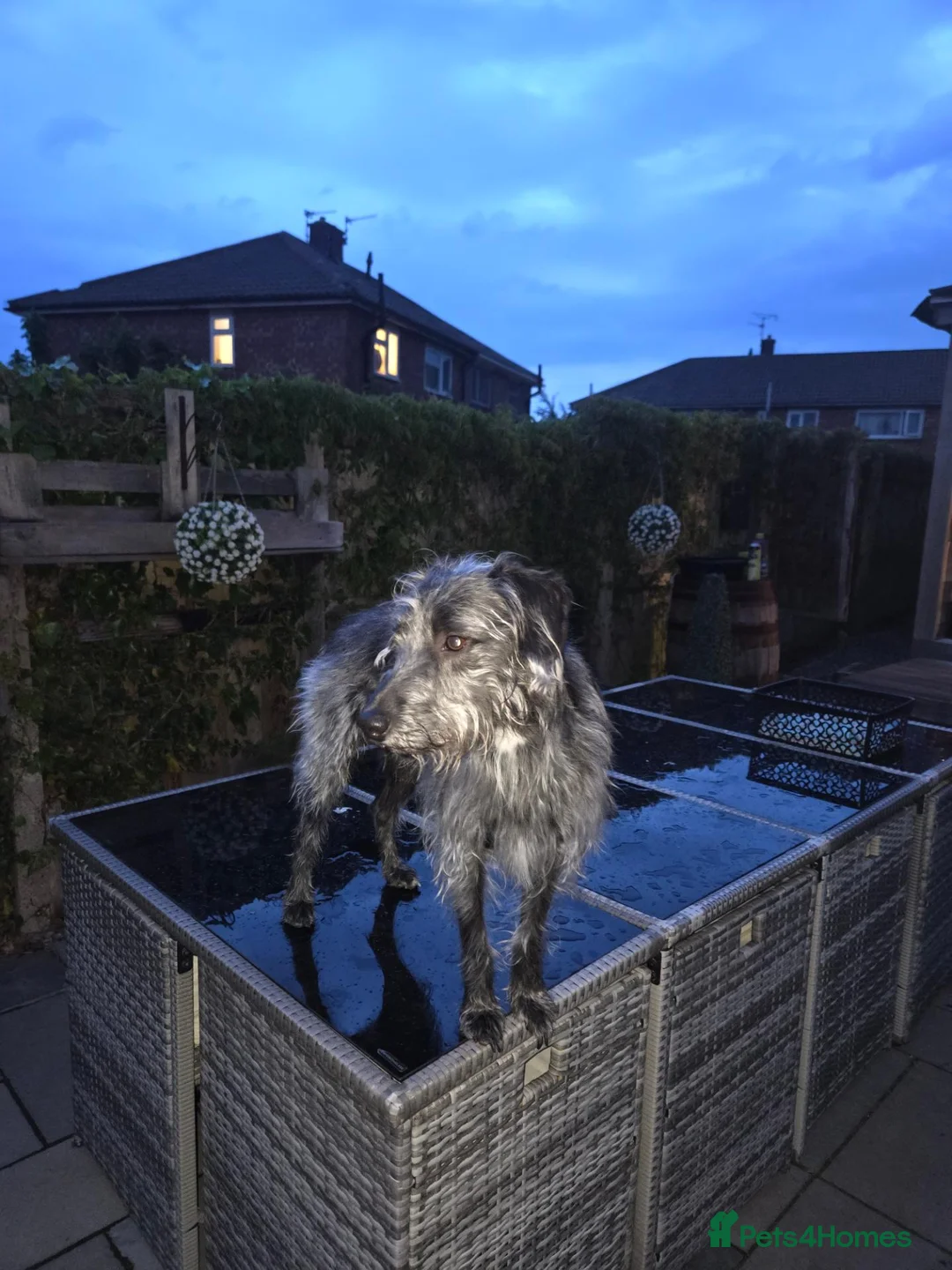 Mixed Breed dogs for sale: Bedlington whippet pups  in Knottingley - Advert 5